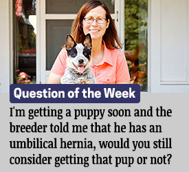 Featured QA: I'm getting a puppy soon and the breeder told me that he has an umbilical hernia, would you still consider getting that pup or not?