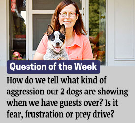 Featured QA: How do we tell what kind of aggression our 2 dogs are showing when we have guests over? Is it fear, frustration or prey drive?