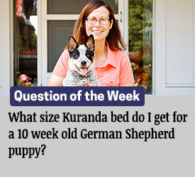 Featured QA: What size Kuranda bed do I get for a 10 week old German Shepherd puppy??