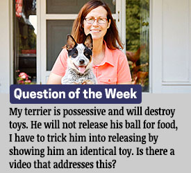 Featured QA: My terrier is possessive and will destroy toys. He will not release his ball for food, I have to trick him into releasing by showing him an identical toy. Is there a video that addresses this?