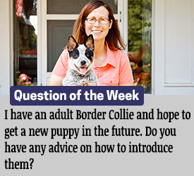 Featured QA: I have an adult Border Collie and hope to get a new puppy in the future. Do you have any advice on how to introduce them?