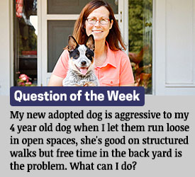 Featured QA: My new adopted dog is aggressive to my 4 year old dog when I let them run loose in open spaces, she's good on structured walks but free time in the back yard is the problem. What can I do?