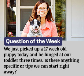Featured QA: We just picked up a 17 week old puppy today and he lunged at our toddler three times. Is there anything specific or tips we can start right away?