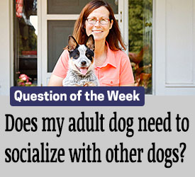 Featured QA: Does my adult dog need to socialize with other dogs?