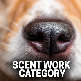 Detection scent work Category