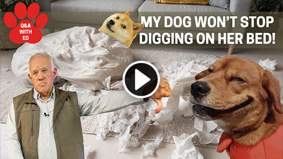 Video: K-9 Detector Dog Training