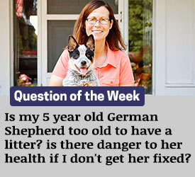 Featured QA: Is my 5 year old German Shepherd too old to have a litter? is there danger to her health if I don't get her fixed?