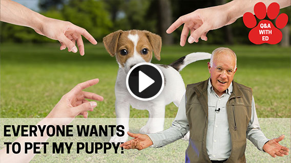 Video: EVERYONE WANTS TO PET MY PUPPY!