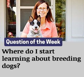 Featured QA: Where do I start learning about breeding dogs?