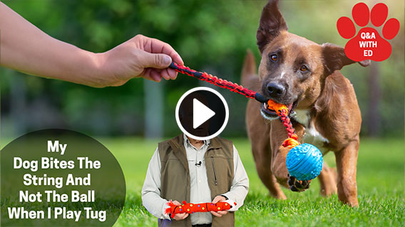 Video: My Dog Bites The String And Not The Ball - When Playing Tug