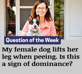 Featured QA: My female dog lifts her leg when peeing. Is this a sign of dominance?