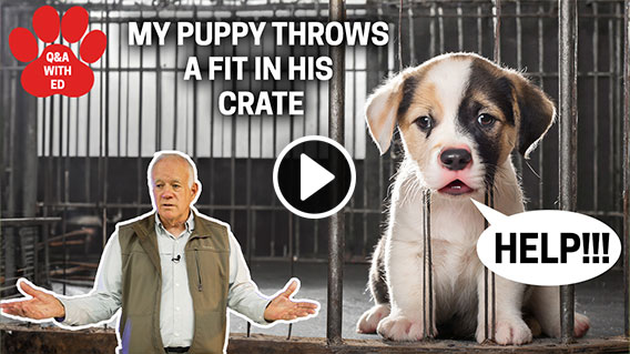 Video: MY PUPPY THROWS A FIT IN HIS CRATE