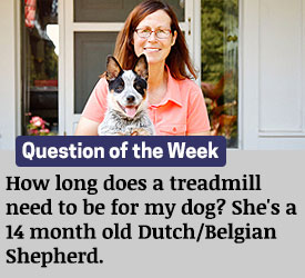 Featured QA: How long does a treadmill need to be for my dog? She's a 14 month old Dutch/Belgian Shepherd.