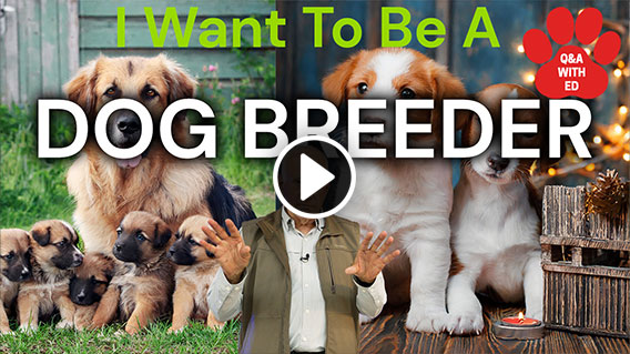 Video: I Want To Be A Dog Breeder