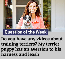 Featured QA: Do you have any videos about training terriers? My terrier puppy has an aversion to his harness and leash