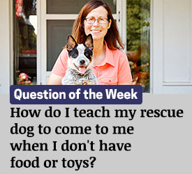Featured QA: How do I teach my rescue dog to come to me when I don't have food or toys?