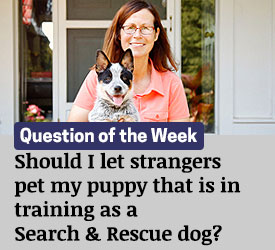 Featured QA: Should I let strangers pet my puppy that is in training as a Search &amp; Rescue dog?