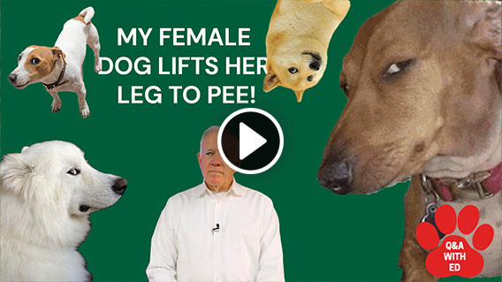 Video: MY FEMALE DOG LIFTS HER LEG TO PEE!