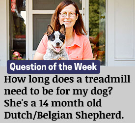 Featured QA: How long does a treadmill need to be for my dog? She's a 14 month old Dutch/Belgian Shepherd.