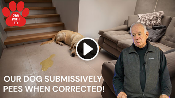 Video: OUR DOG SUBMISSIVELY PEES WHEN CORRECTED