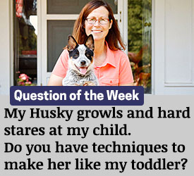 Featured QA: My Husky growls and hard stares at my child. Do you have techniques to make her like my toddler?