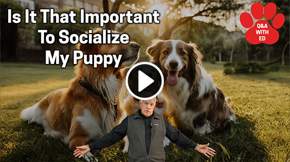 Video: Is It That Important To Socialize My Puppy?