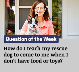 Featured QA: How do I teach my rescue dog to come to me when I don't have food or toys?
