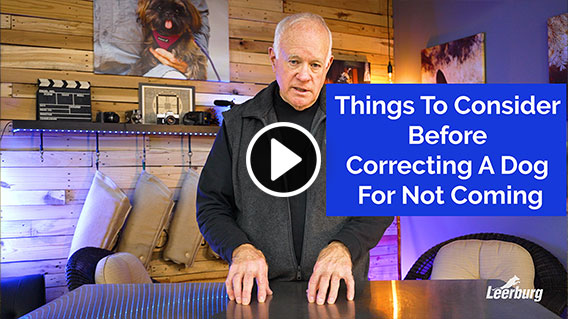 Video: Things To Consider Before Correcting A Dog For Not Coming
