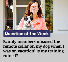 Featured QA: Family members misused the remote collar on my dog when I was on vacation! Is my training ruined?