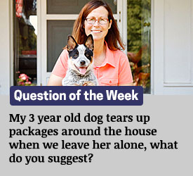 Featured QA: My 3 year old dog tears up packages around the house when we leave her alone, what do you suggest?