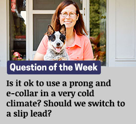 Featured QA: Is it ok to use a prong and e-collar in a very cold climate? Should we switch to a slip lead?