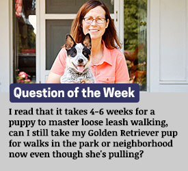 Featured QA: I read that it takes 4-6 weeks for a puppy to master loose leash walking, can I still take my Golden Retriever pup for walks in the park or neighborhood now even though she's pulling?