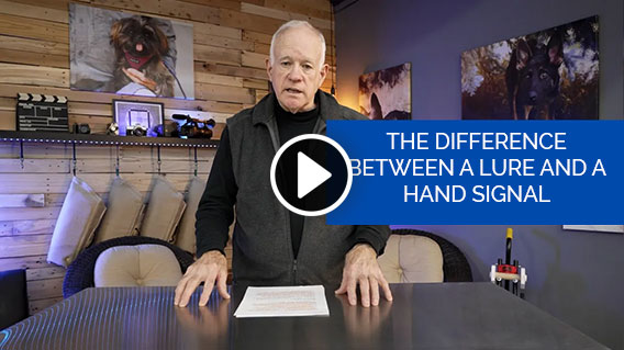The Difference Between Gestures And Lures In Dog Training
