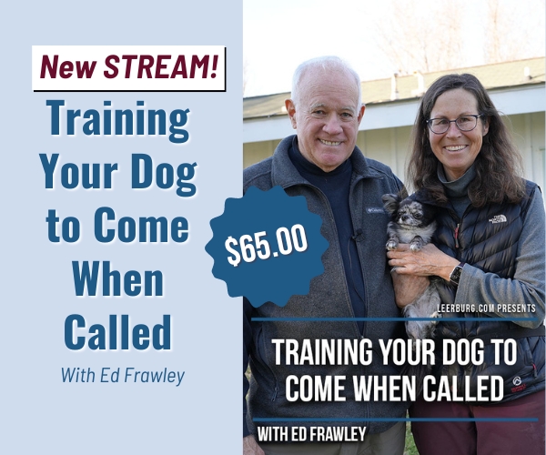 New - Training Dog to Come when Called Stream