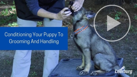 Conditioning Your Puppy to Grooming and Handling