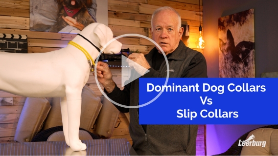 Dominant Dog Collars vs Slip Collars
