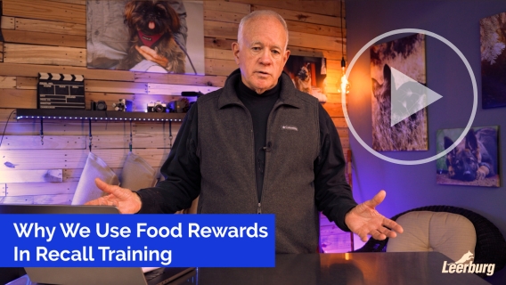 Why We Use Food Rewards in Recall Training