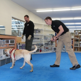 Nosework: Obedience to Odor and Focused Response with Andrew Ramsey