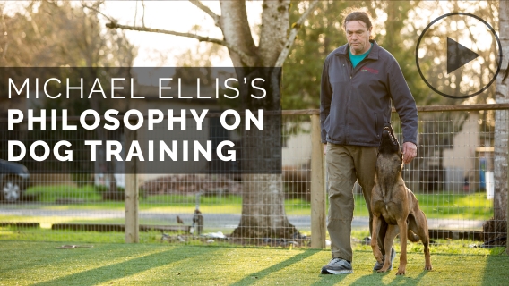 Michael Ellis' Philosophy of Dog Training