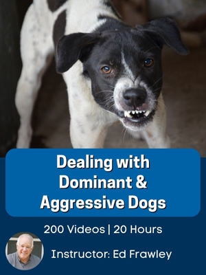 Dealing with Dominant & Aggressive Dogs