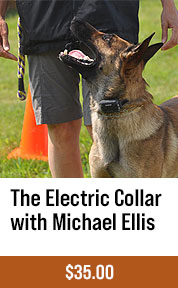 The Electric Collar Training With Michael Ellis