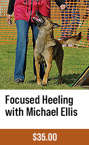 Focused Heeling with Michael Ellis