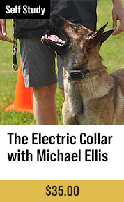 The Electric Collar Training With Michael Ellis