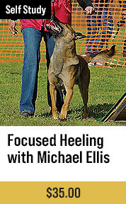 Focused Heeling with Michael Ellis