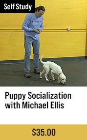 Puppy Socialization with Michael Ellis