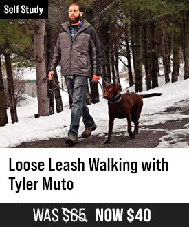 Loose Leash Walking with Tyler Muto