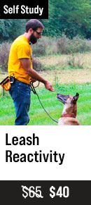 Leash Reactivity with Tyler Muto