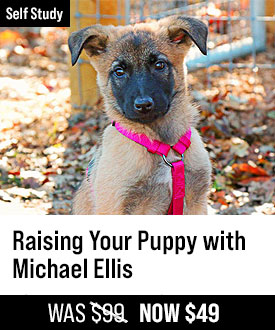 Raising Your Puppy with Michael Ellis