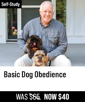 Basic Dog Obedience