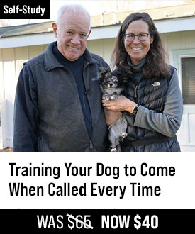 Training Your Dog to Come When Called Every Time